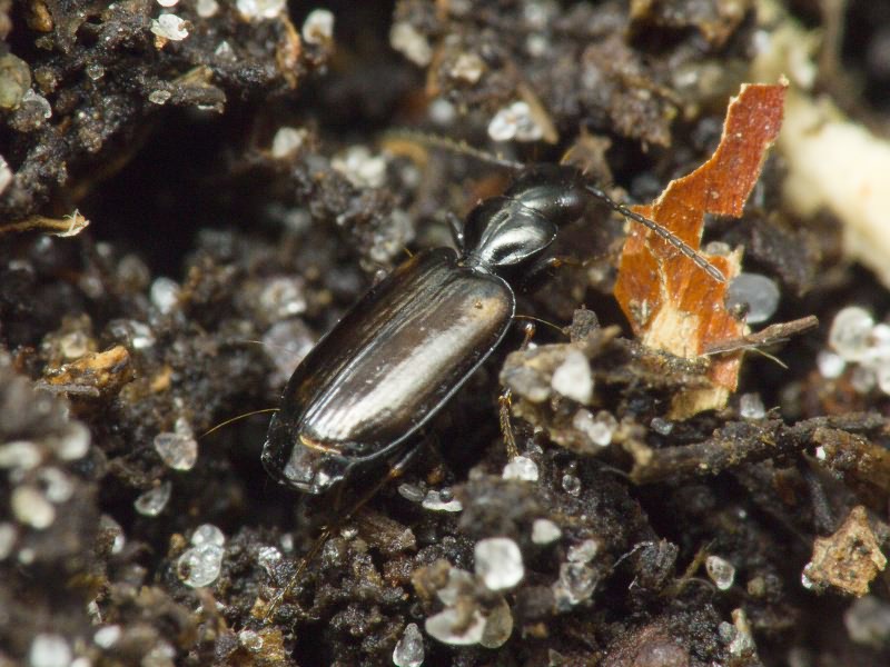 Syntomus obscuroguttatus (Duftschmid, 1812)